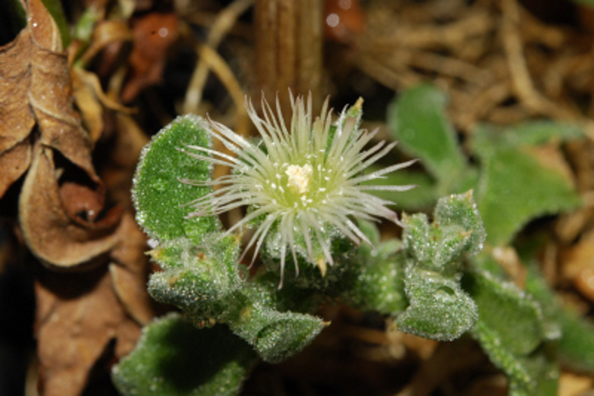 Mesembryanthemum cristallinum L. 1.jpg