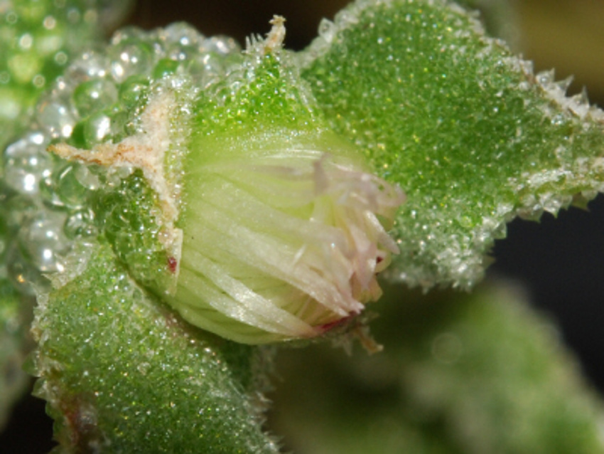 Mesembryanthemum cristallinum L. 5.jpg