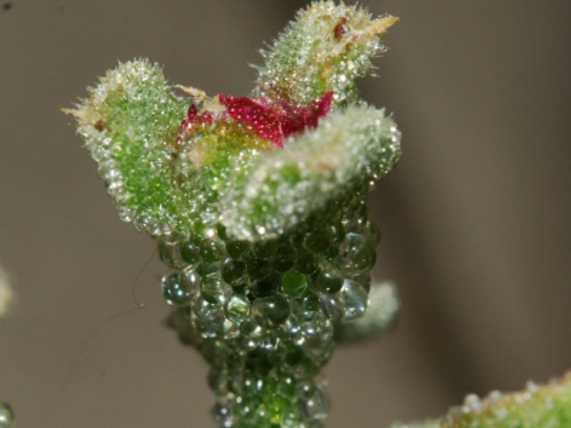 Mesembryanthemum cristallinum L. 6.jpg