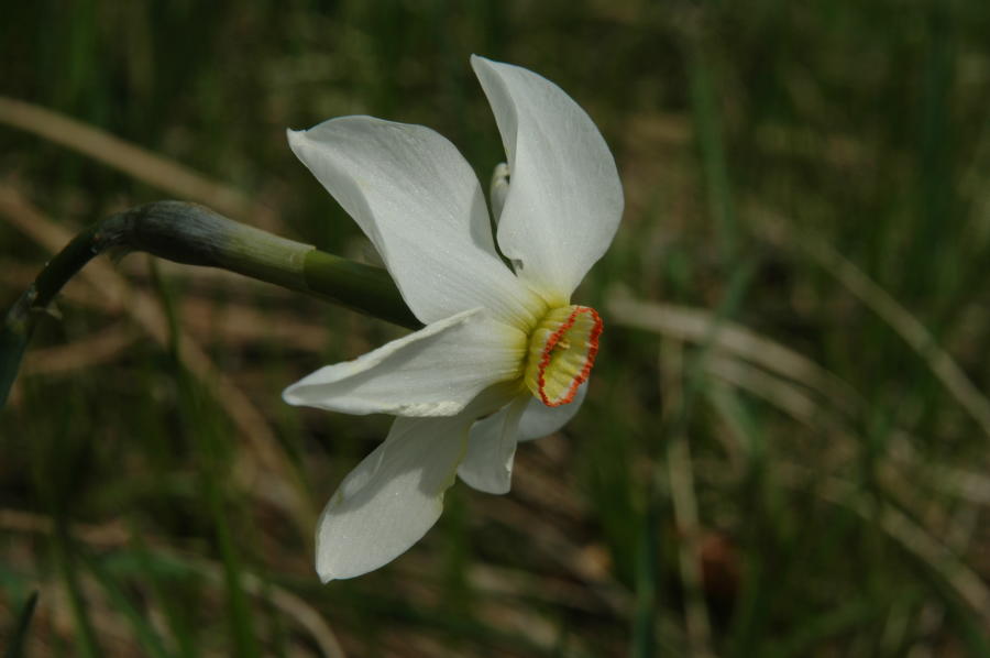 15-Narcissus_poeticus.JPG