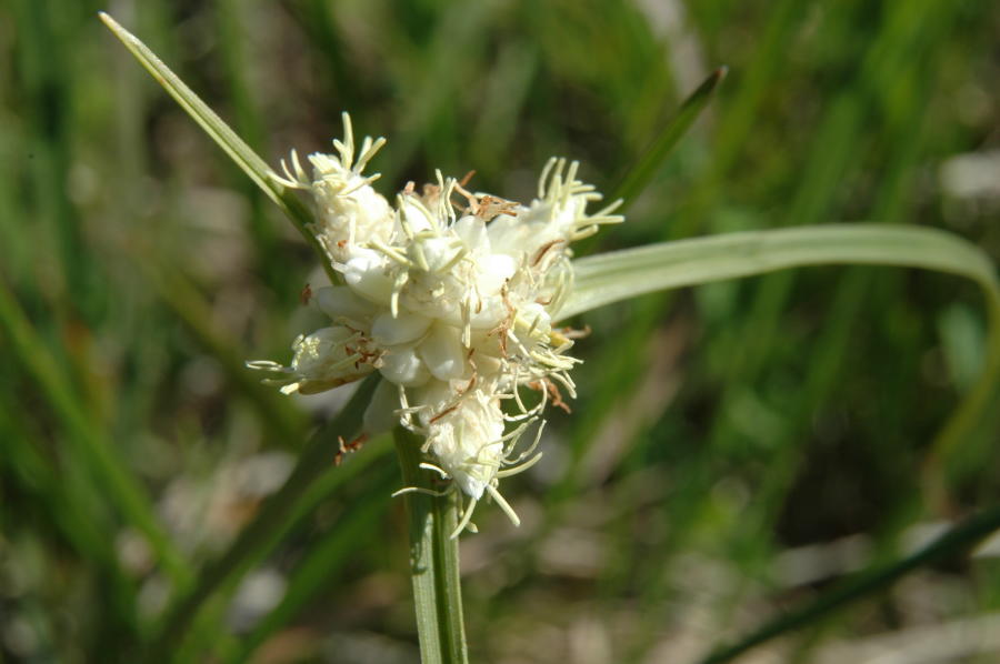 24-Carex_baldensis.JPG