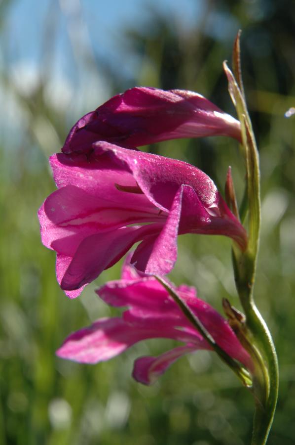 36-Gladiolus_palustris.JPG