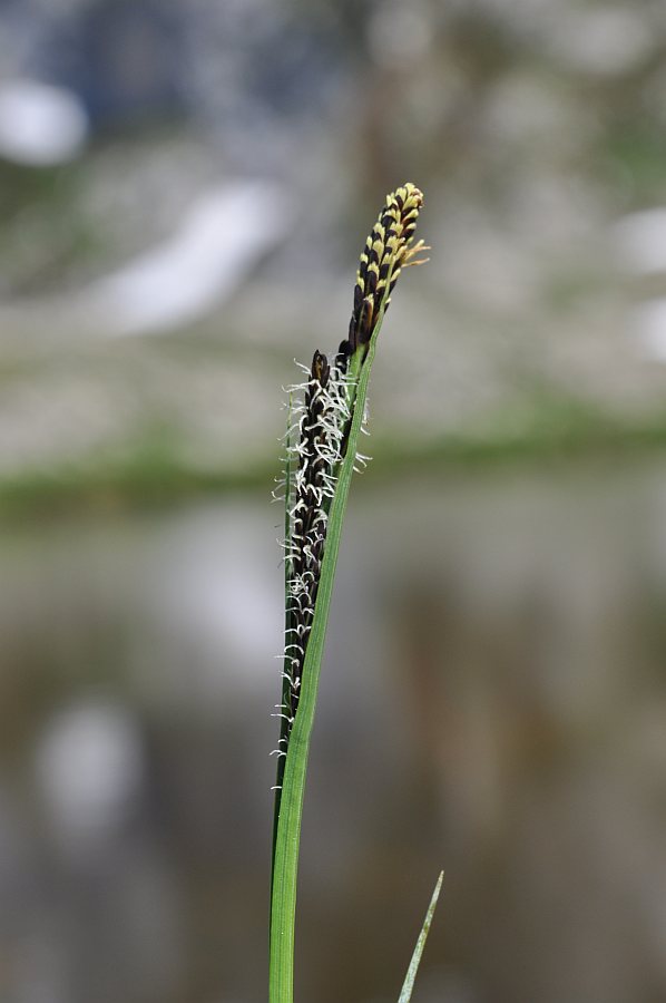 Carex_nigra_29153_137458.jpg