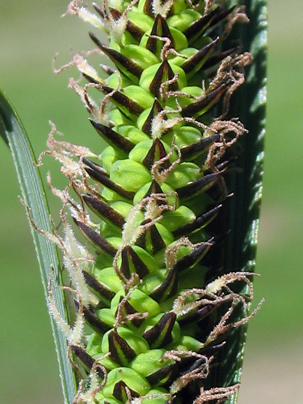 Carex_nigra_ca1cbab6.jpg