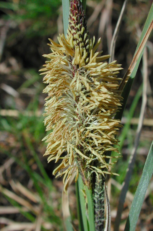 Carex_nigra_a263fdc5.jpg