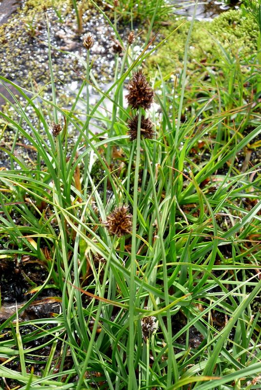 Carex_foetida_12775_61175.jpg