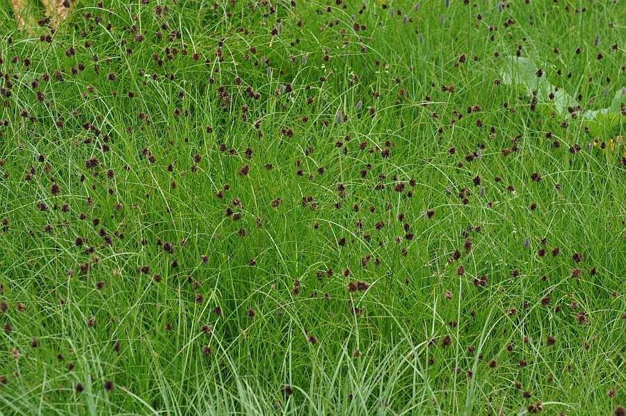 Carex foetida99 matto-paur agosto 2010.jpg