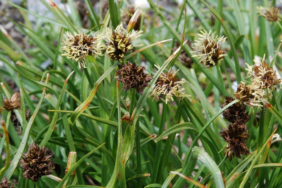 Carex foetida42 ayas luglio 2011.jpg