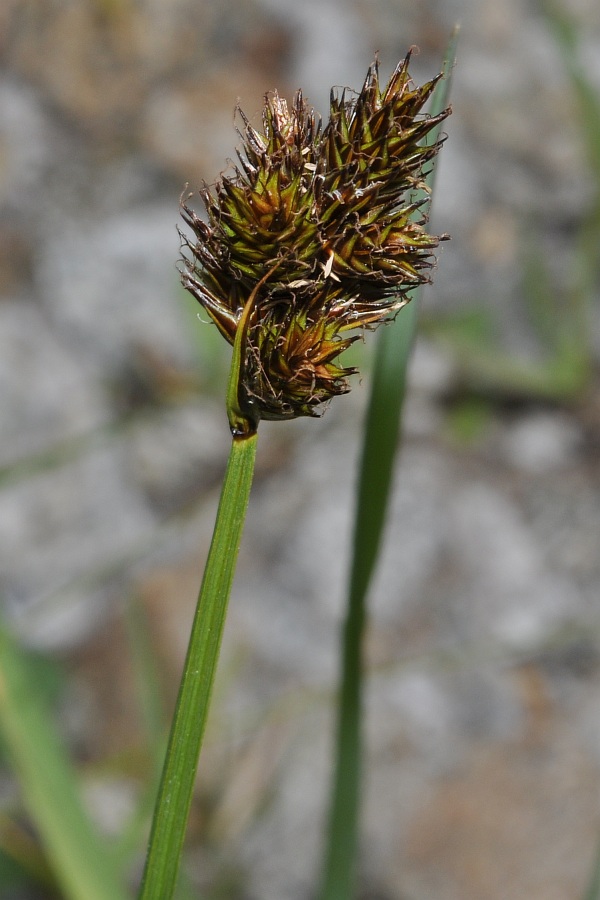 Carex leporina92 matto-paur agosto 2010.jpg