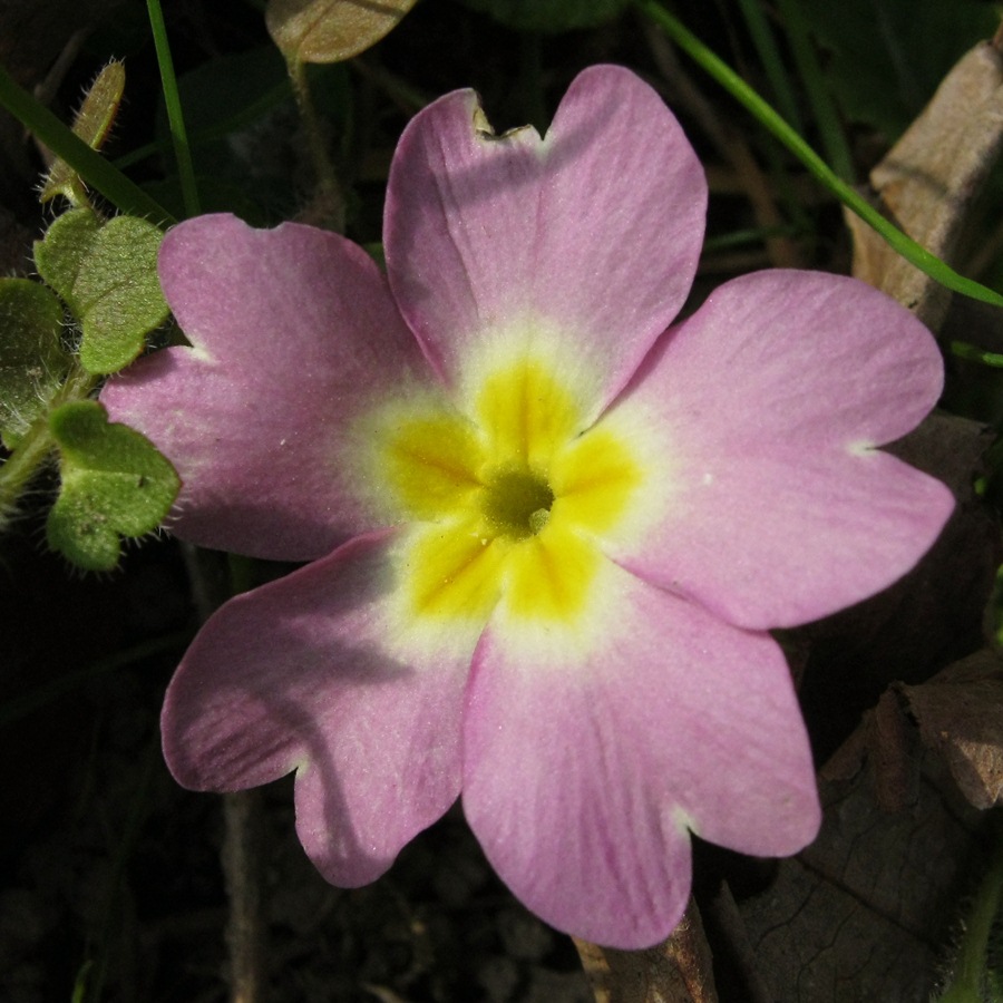 Primula_vulgaris_170312_Urzano_460m_intr.JPG