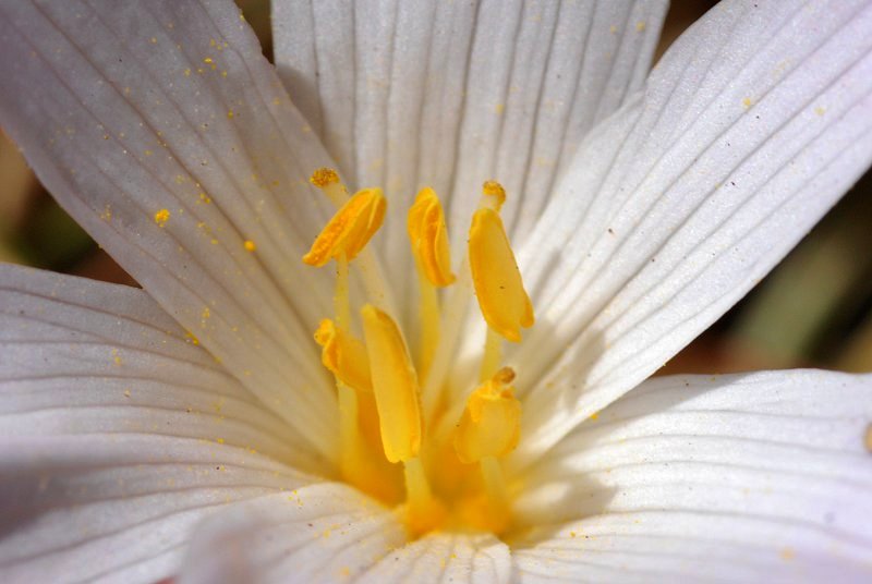 Colchicum alpinum (1).jpg