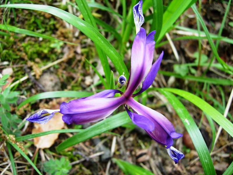 Iris graminea L.1.jpg