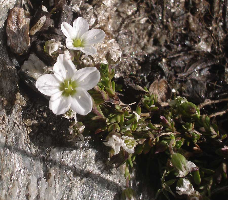 Arenaria bifolia L.2.jpg