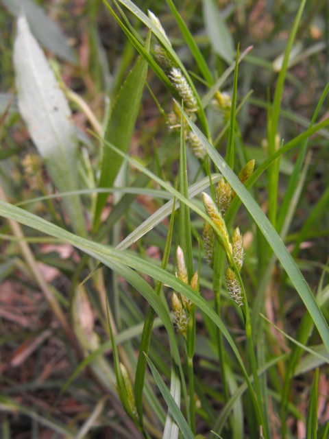 11 - Carex pallescens.jpg