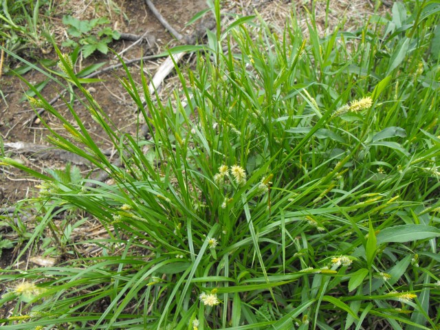 14 - Carex pallescens.jpg