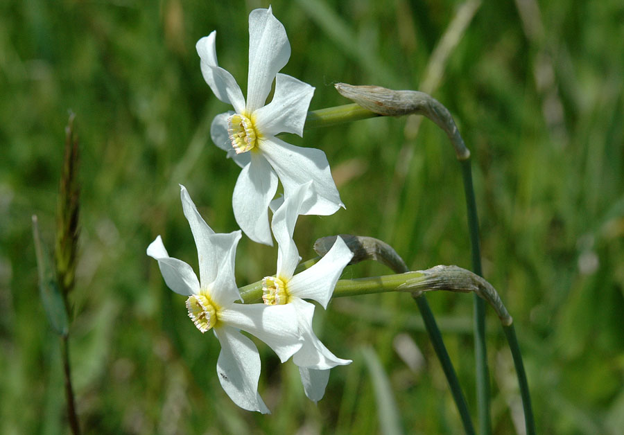 Narcissus poëticus L._5.JPG