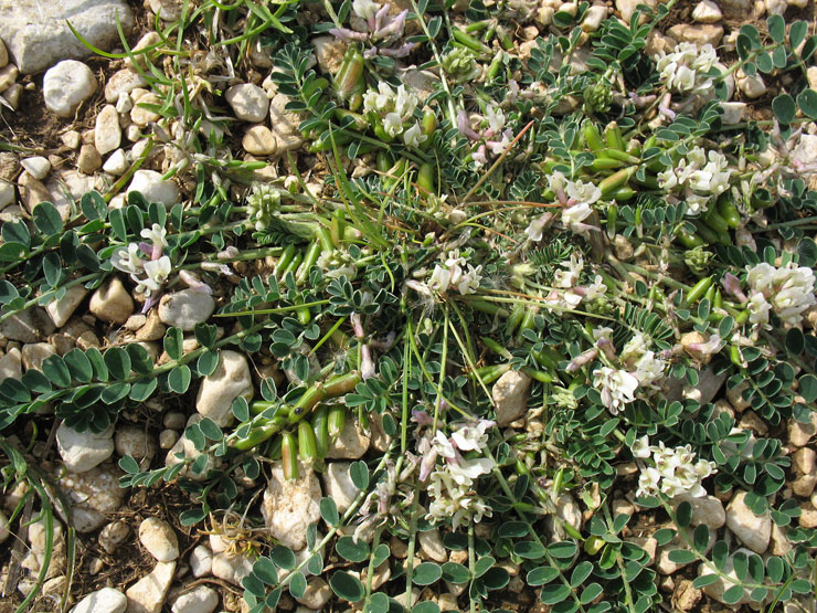 a-Astragalus-depressus-26-5.jpg