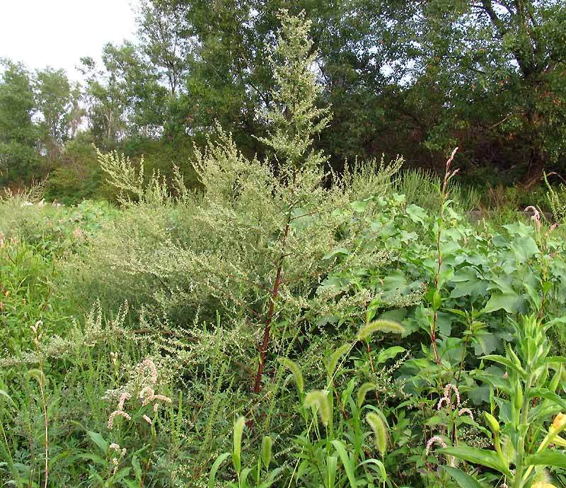 Artemisia_vulgaris_1.jpg