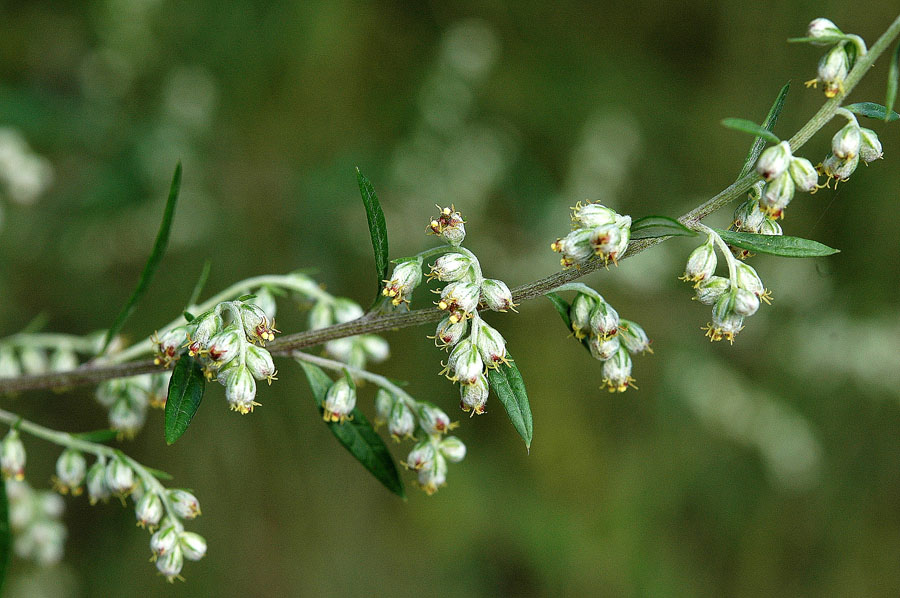 Artemisia_vulgaris_2a.jpg