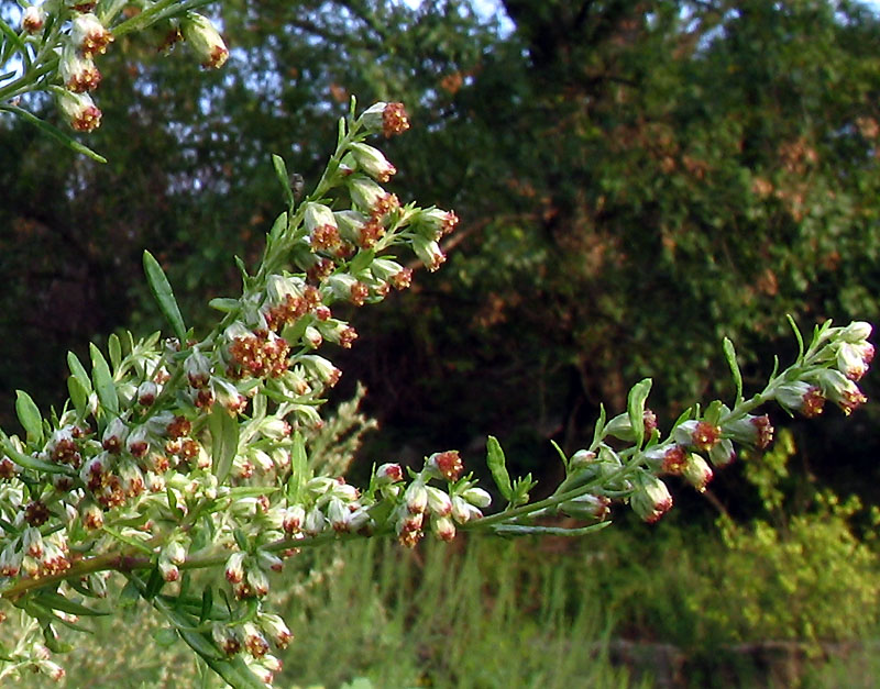 Artemisia_vulgaris_2.jpg