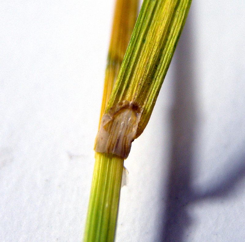 Carex_leporina_3.jpg