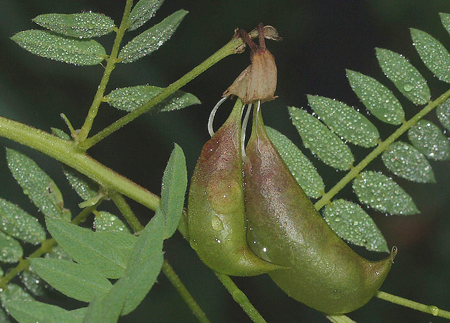 Astragalus_penduliflorus_9.jpg