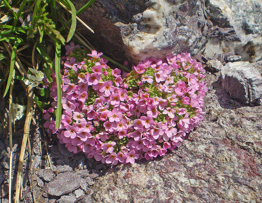 P7170224 Androsace alpina (L.) Lam.JPG