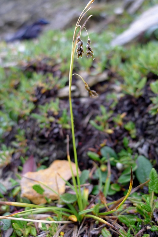 Carex capillaris L. subsp. capillaris