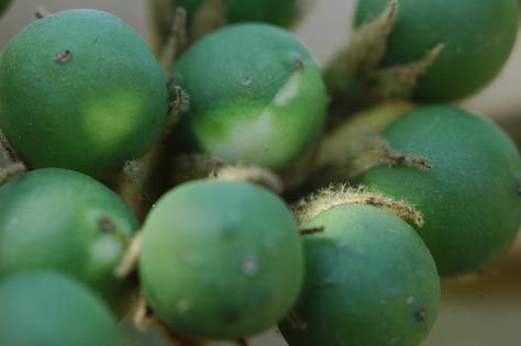 Solanum 10.jpg