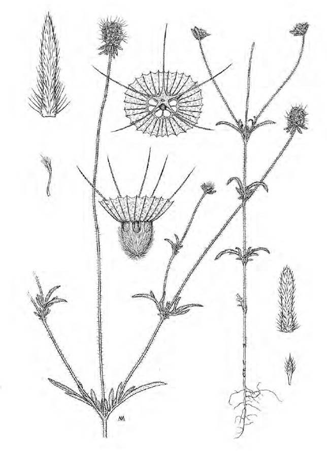 Lomelosia 2.jpg
