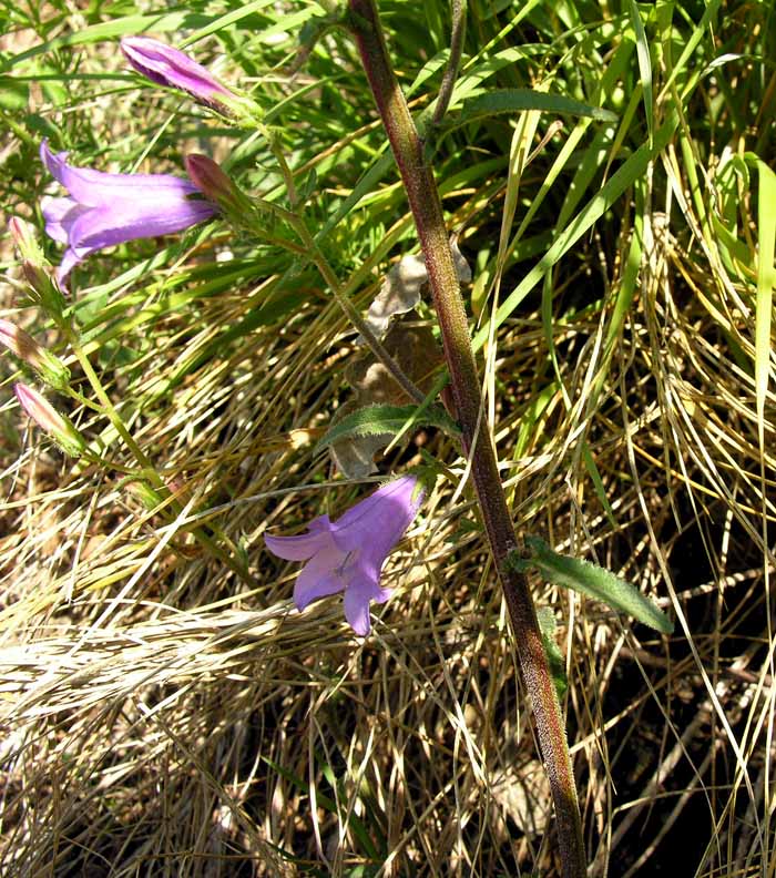 Campanula sibirica L. subsp. sibirica 5.jpg