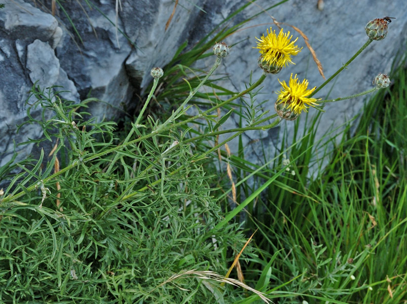 Centaurea arachnoidea subsp. aracnoidea.jpg