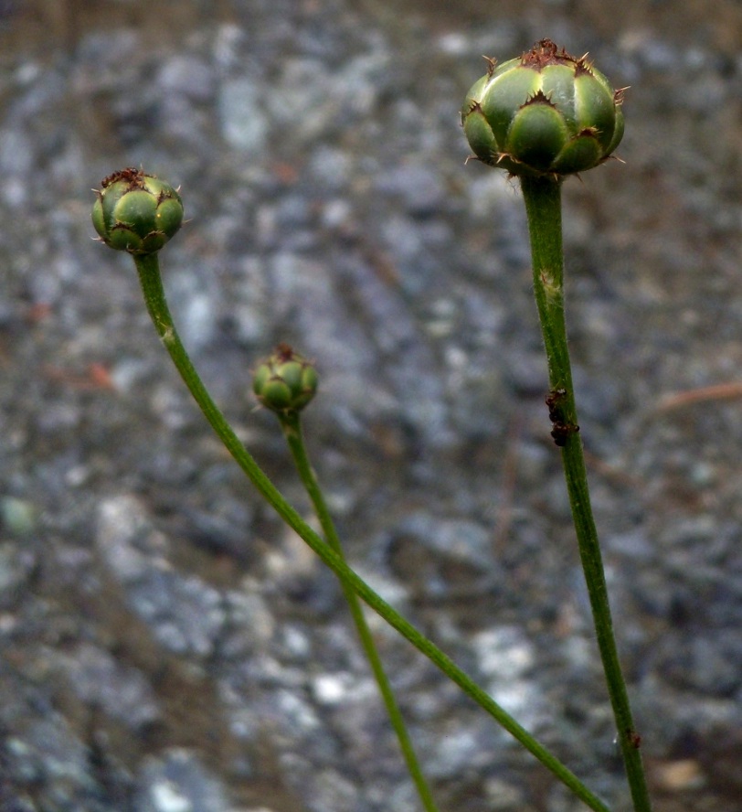 Centaurea aracnoidea subsp monti-ferrati (1).jpg