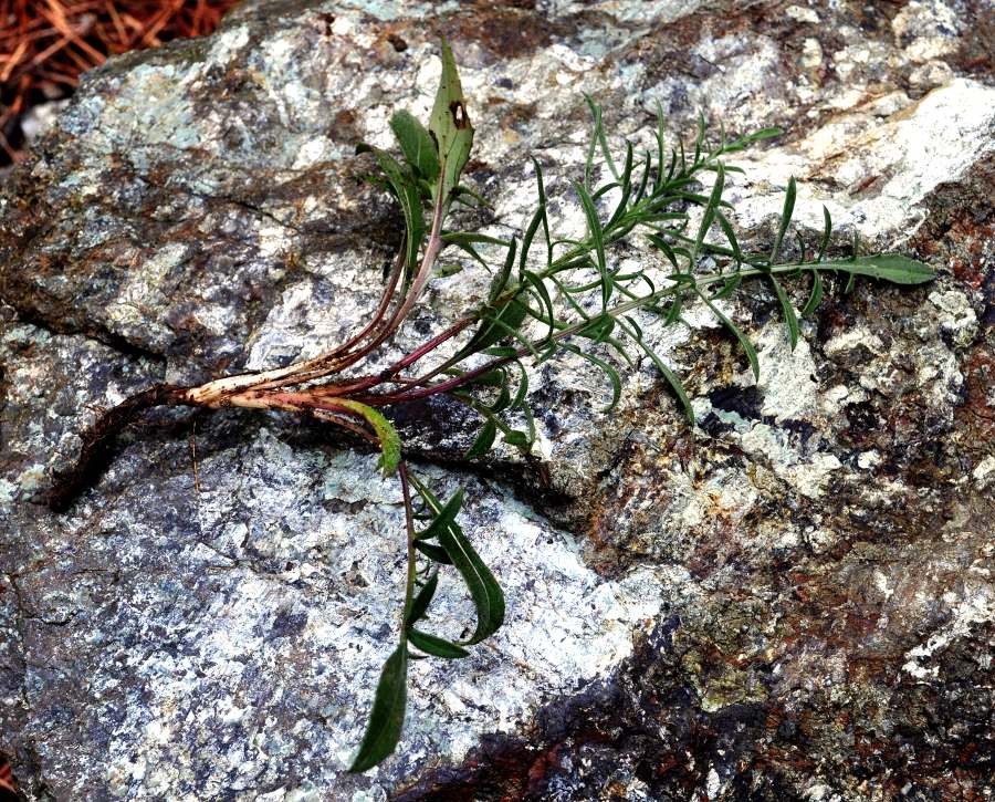Centaurea aracnoidea subsp. monti-ferrati (2).jpg