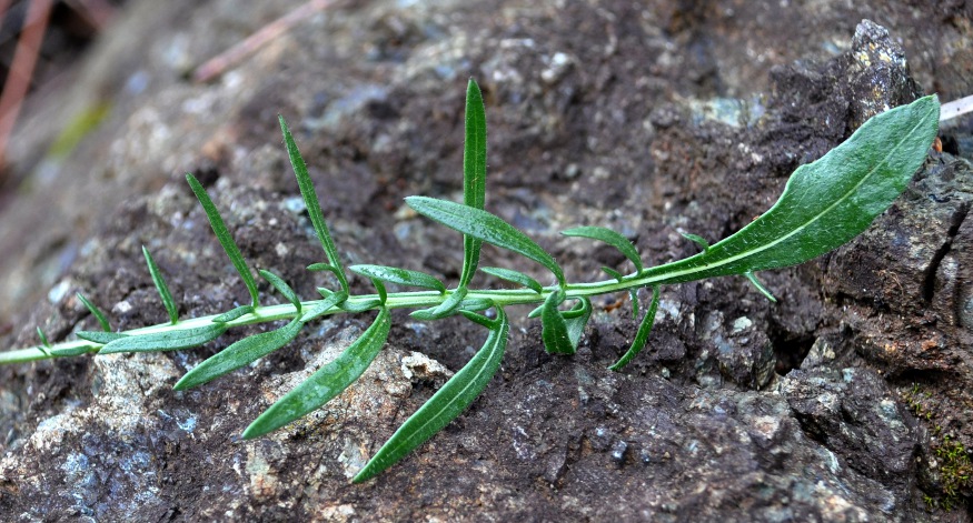 Centaurea aracnoidea subsp. monti-ferrati (1).jpg