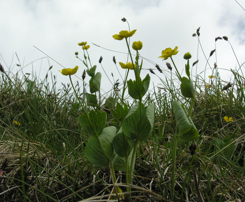 Ranunculus thora L.jpg