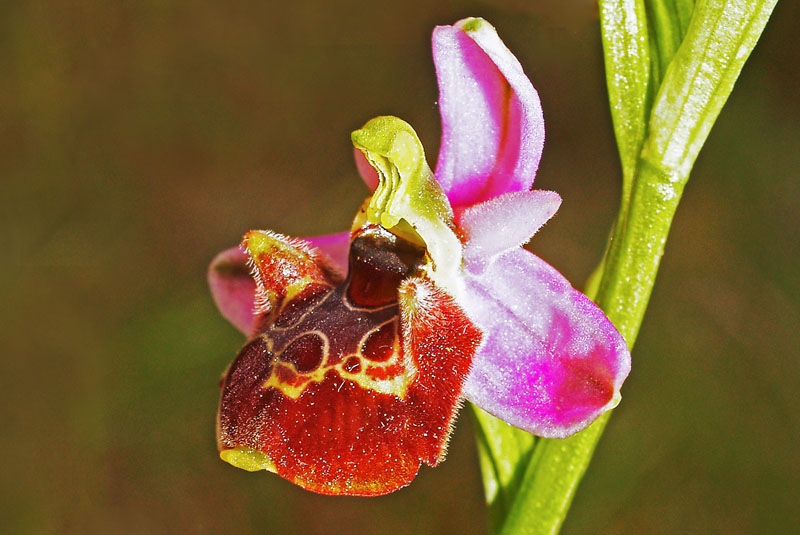 Ophrys fuciflora (F.W. Schmidt) Moench.jpg