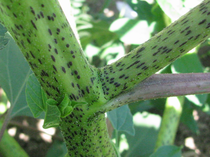 Xanthium orientale L. subsp. italicum (Moretti) Greuter