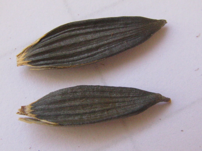 Xanthium orientale L. subsp. italicum (Moretti) Greuter {F 1393}