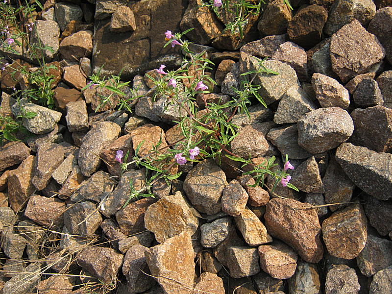 Galeopsis angustifolia subsp. angustifolia (6).jpg