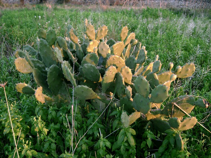 Opuntia stricta (Haw.) Haw (4).JPG