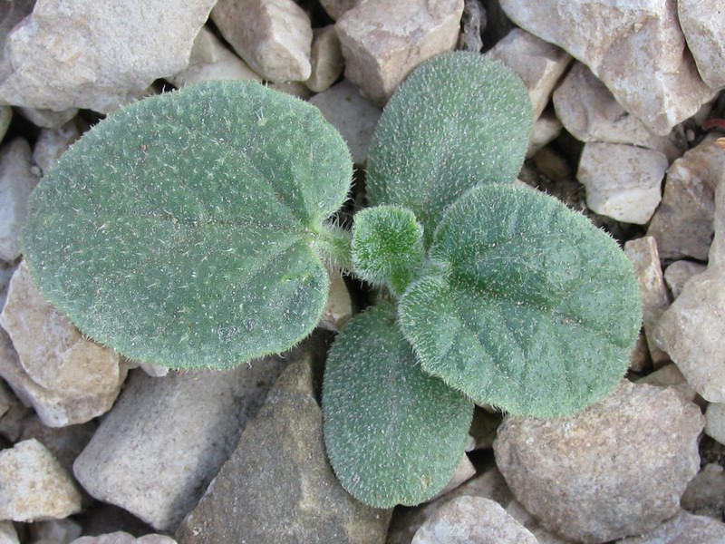 Ecballium elaterium (L.) A. Rich. - Foglie cotiledonari e prime foglie vere {F 722}