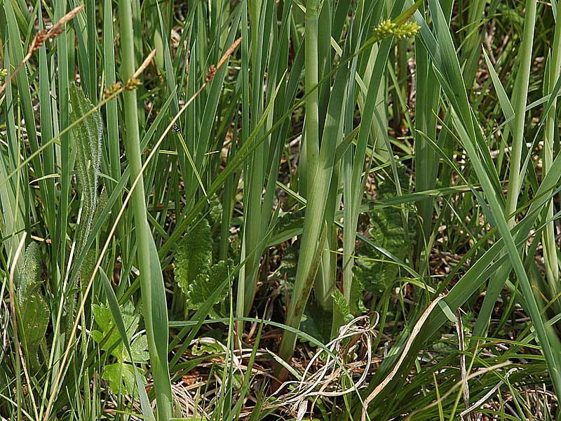 Iris sibirica L., il fusto