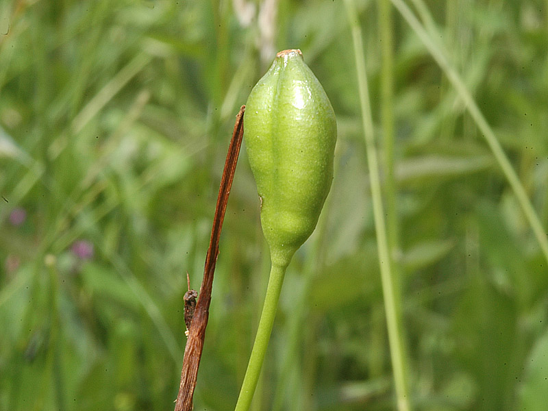 Iris sibirica L. - il frutto {F 1989}
