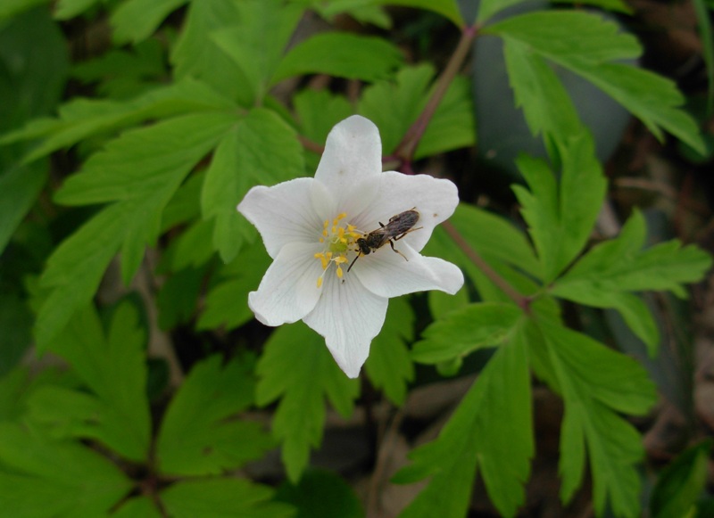 Anemonoides nemorosa (L.) Holub-Anemone bianca-09-04-13 037.JPG