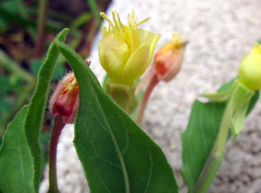 Oenothera parviflora L. - Onagraceae - Enagra a fiore piccolo (2).JPG