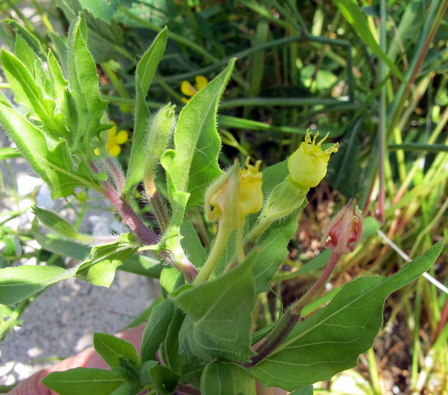 Oenothera parviflora L. - Onagraceae - Enagra a fiore piccolo (1).JPG