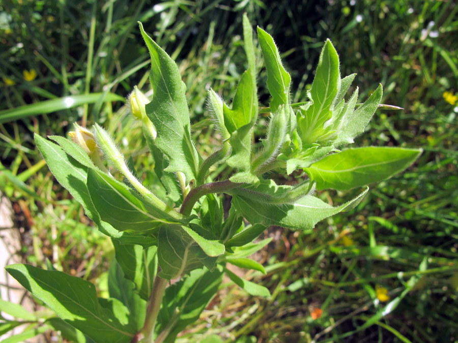 Oenothera parviflora L. - Onagraceae - Enagra a fiore piccolo (3).JPG