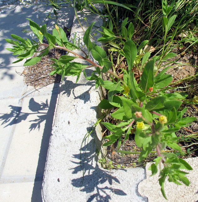 Oenothera parviflora L. - Onagraceae - Enagra a fiore piccolo (4).JPG