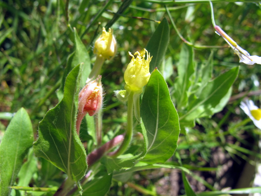 Oenothera parviflora L. - Onagraceae - Enagra a fiore piccolo (5).JPG